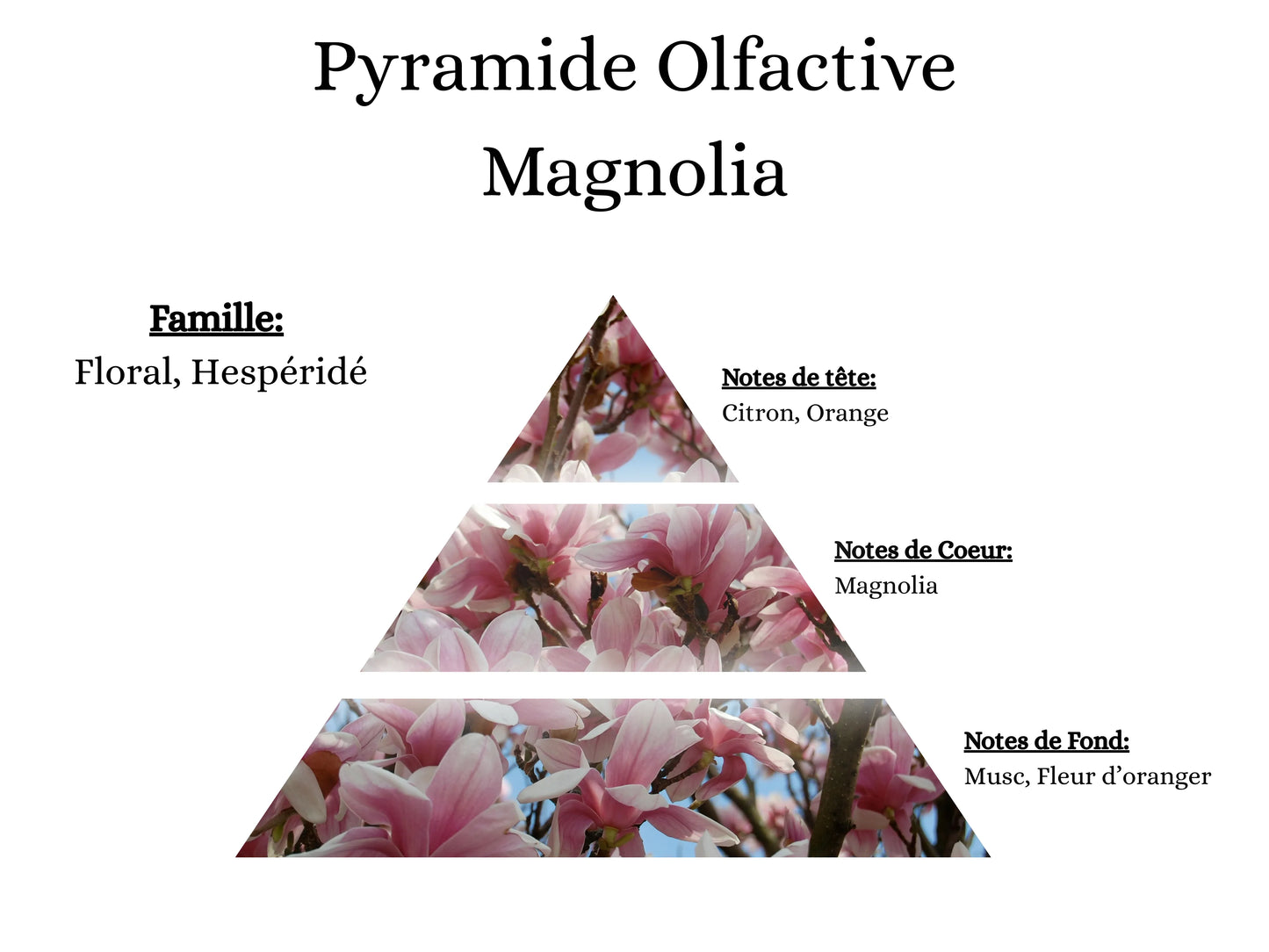 Notes de tête, cœur et fond du parfum Magnolia : l'univers olfactif floral, frais et élégant de mes créations - La P'tite Mèche