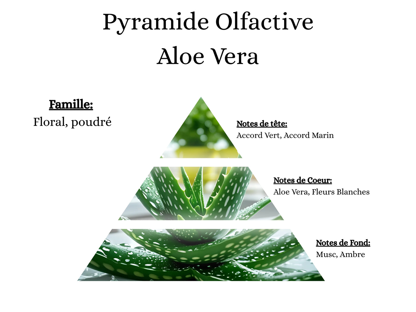 Fragrance Aloe Vera idéale pour une ambiance zen et une sensation de propreté avec ma poudre aspirateur, mes sprays et mes fondants - La P'tite Mèche