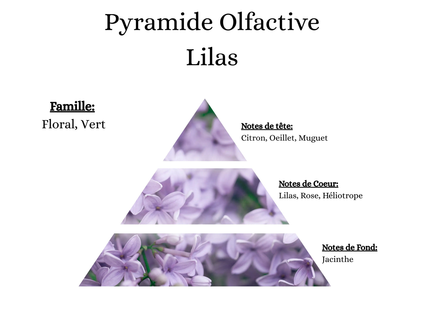 Pyramide olfactive du parfum Lilas de Grasse pour une diffusion saine et durable.