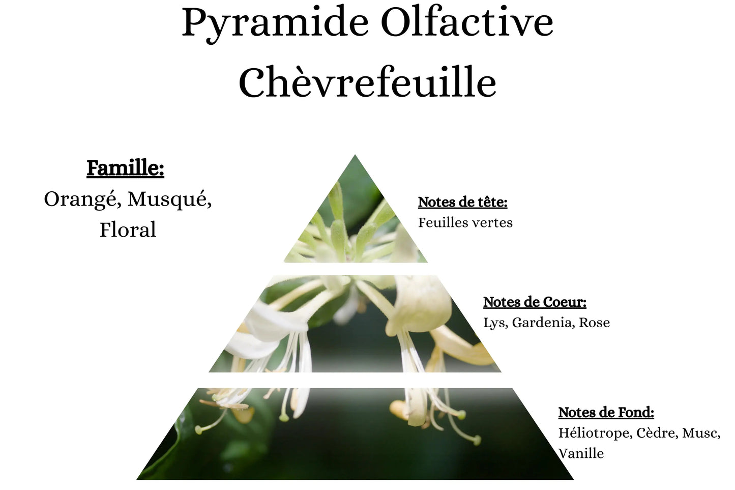 Pyramide olfactive chèvrefeuille, fondant artisanal cire d'olive et senteur de Grasse.