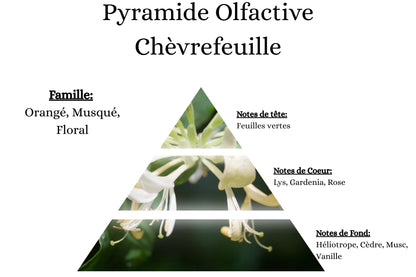Pyramide olfactive chèvrefeuille, fondant artisanal cire d'olive et senteur de Grasse.