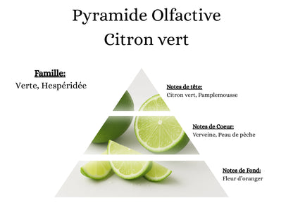 Pyramide olfactive Citron Vert pour bougies parfumées, fondants, sprays, poudres et suspensions - La P'tite Mèche