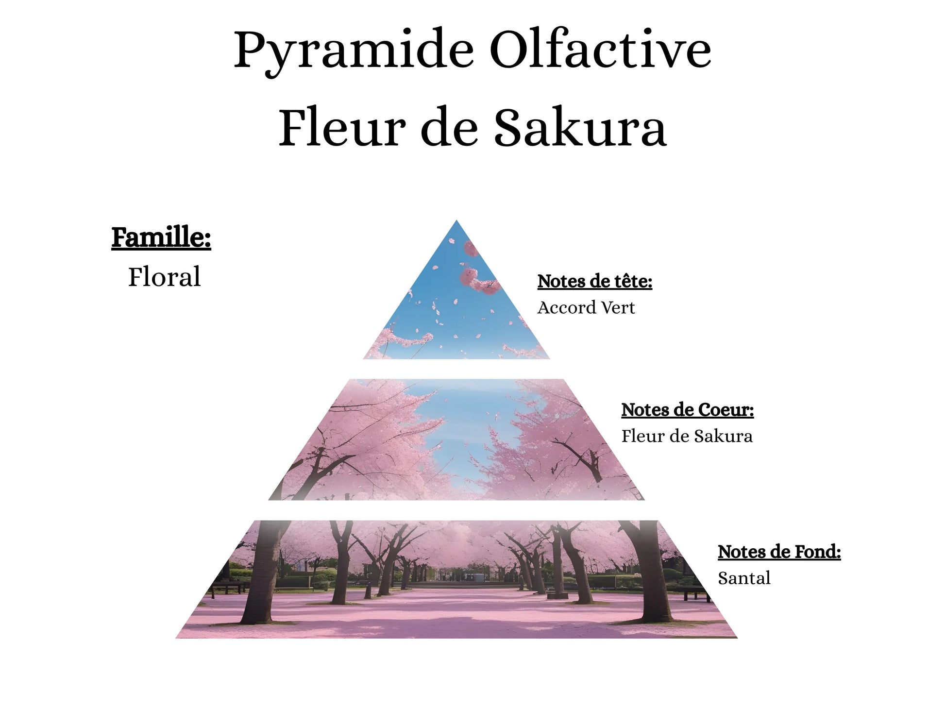 Notes de tête, cœur et fond du parfum Fleur de Sakura : une ambiance florale douce et printanière - La P'tite Mèche