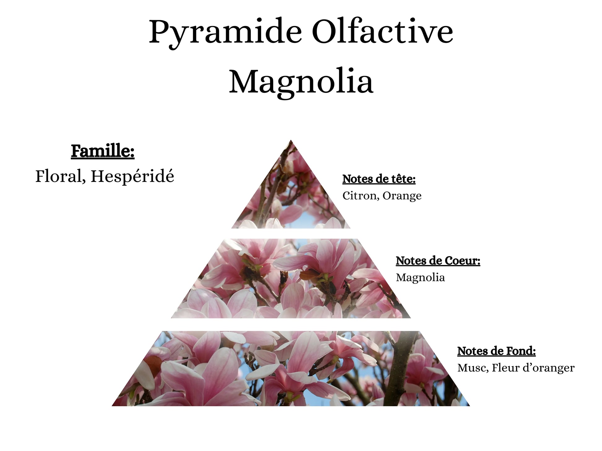 Notes de tête, cœur et fond du parfum Magnolia : l'univers olfactif floral, frais et élégant de mes créations - La P'tite Mèche