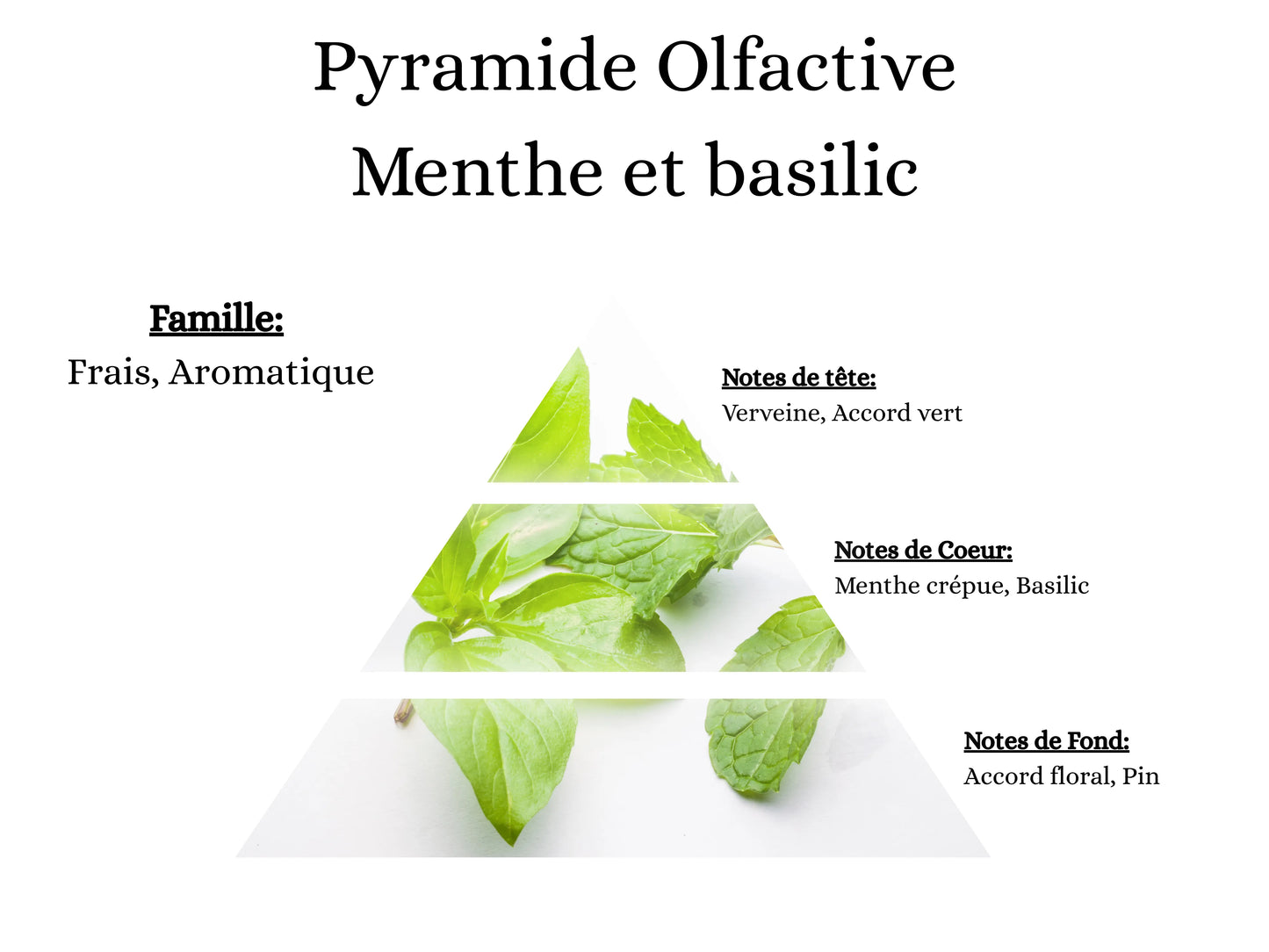 Fragrance Menthe Basilic idéale pour rafraîchir et désodoriser avec ma poudre aspirateur, mes sprays et mes fondants - La P'tite Mèche