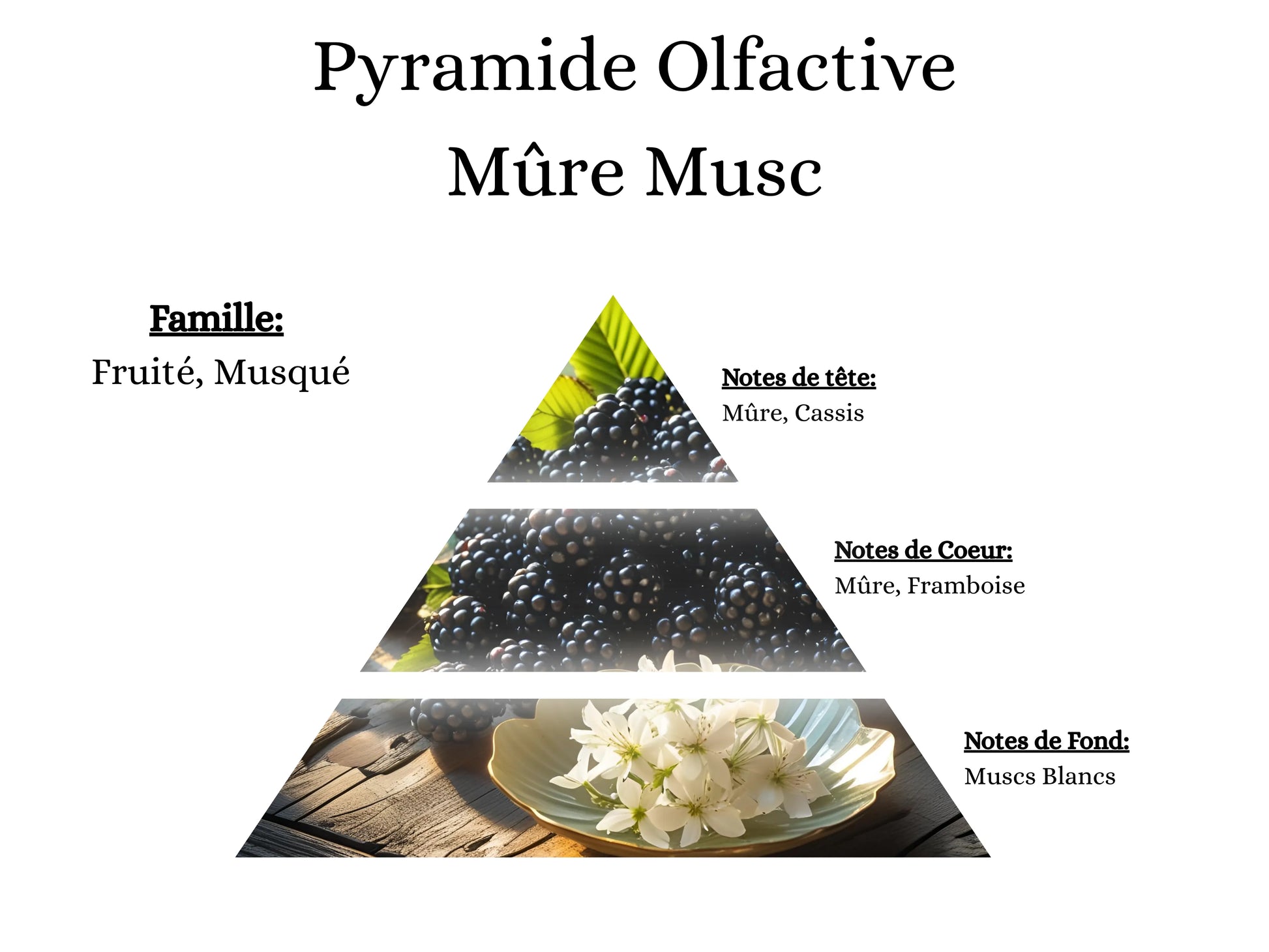 Notes de tête, cœur et fond du parfum Mûre Musc : l'alliance du fruit sauvage et de la douceur du musc - La P'tite Mèche