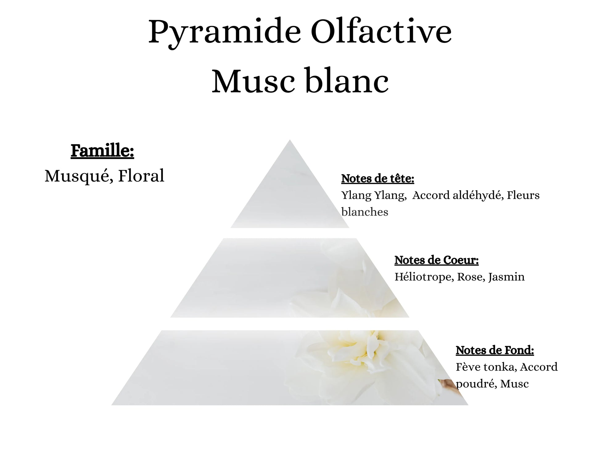 Pyramide olfactive Musc Blanc pour bougies parfumées, fondants, sprays, poudres et suspensions - La P'tite Mèche