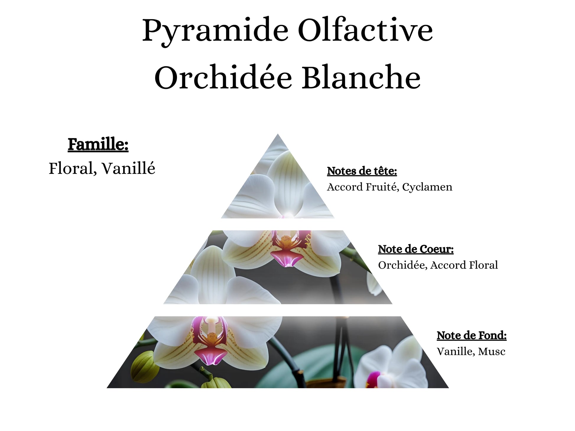 Notes de tête, cœur et fond du parfum Orchidée Blanche : l'univers olfactif de mes créations élégantes - La P'tite Mèche