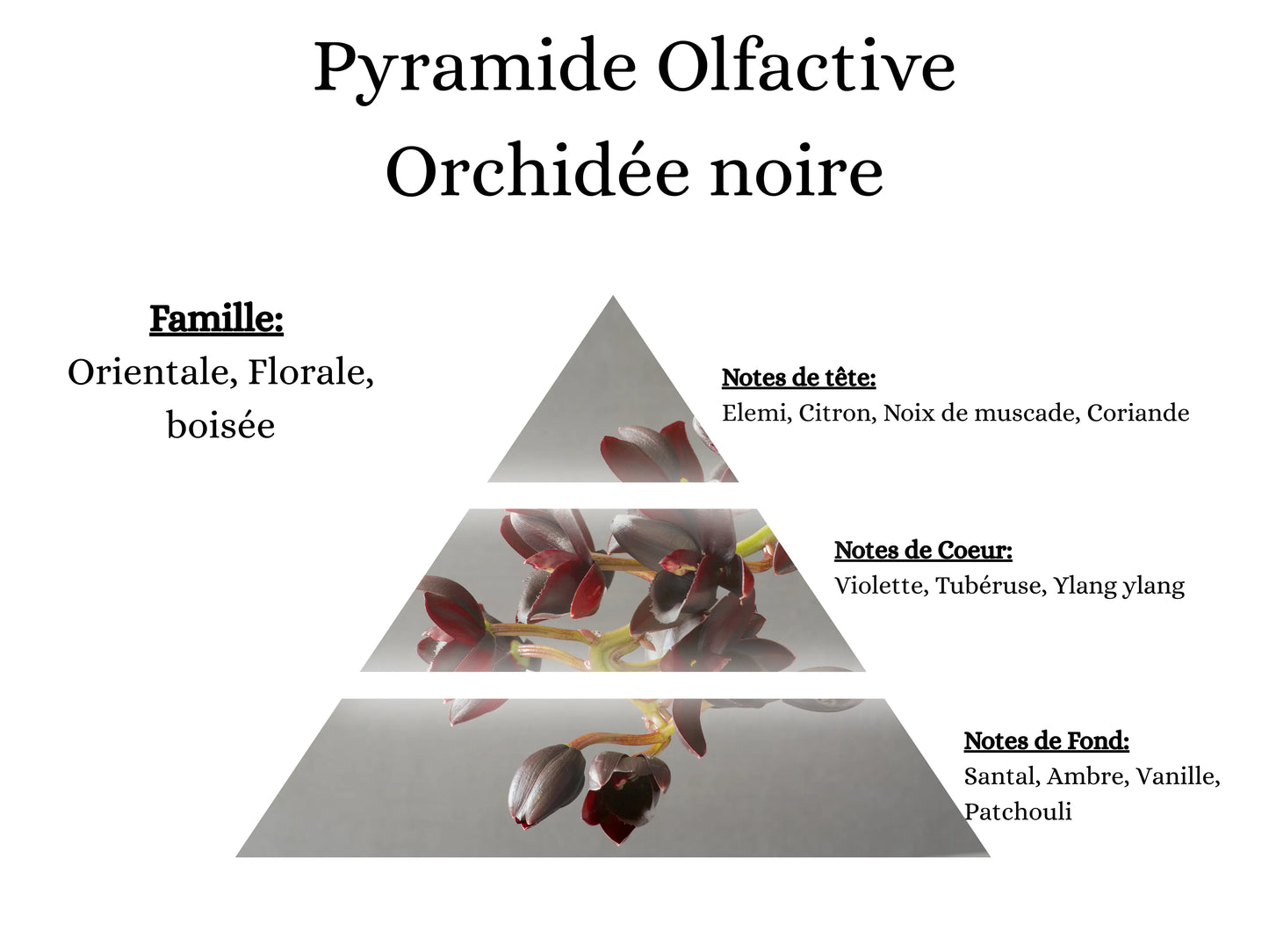 Notes de tête, cœur et fond du parfum Orchidée Noire : une fragrance luxueuse, florale et boisée pour mes créations - La P'tite Mèche